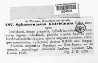 Chaetosphaeronema hispidulum image